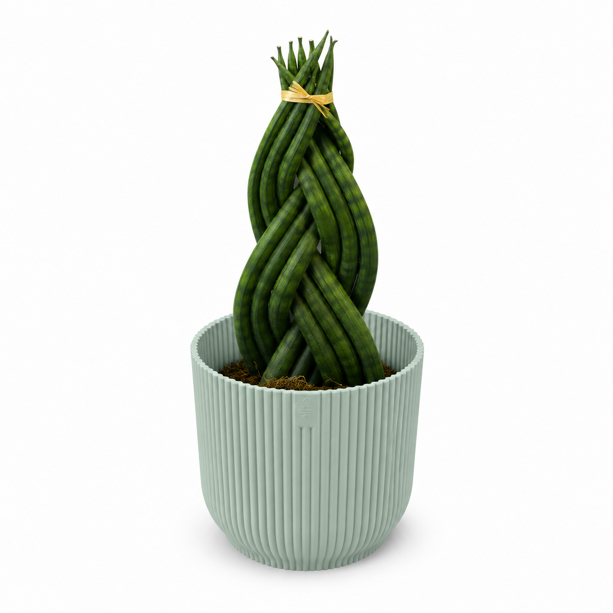 Sansevieria Braided 11cm Houseplant Gift