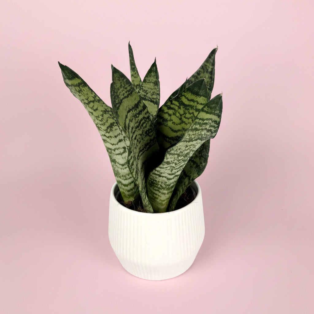 Snake Houseplant And Ceramic Pot Gift Set