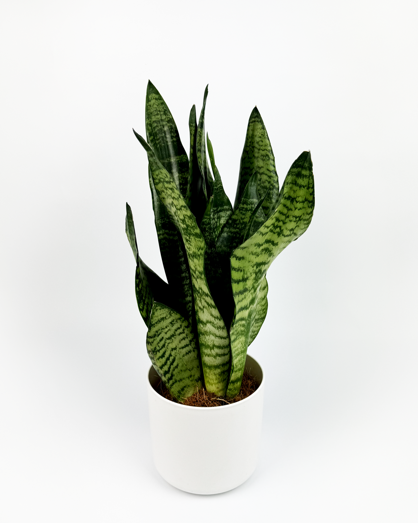 Snake Trio Mix Indoor Houseplant