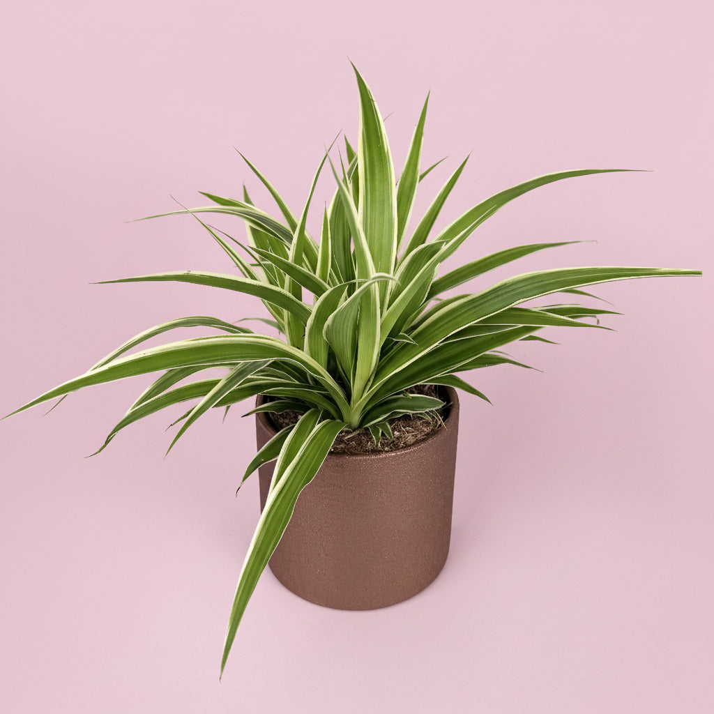 Chlorophytum Houseplant And Gold Ceramic Pot Gift Set