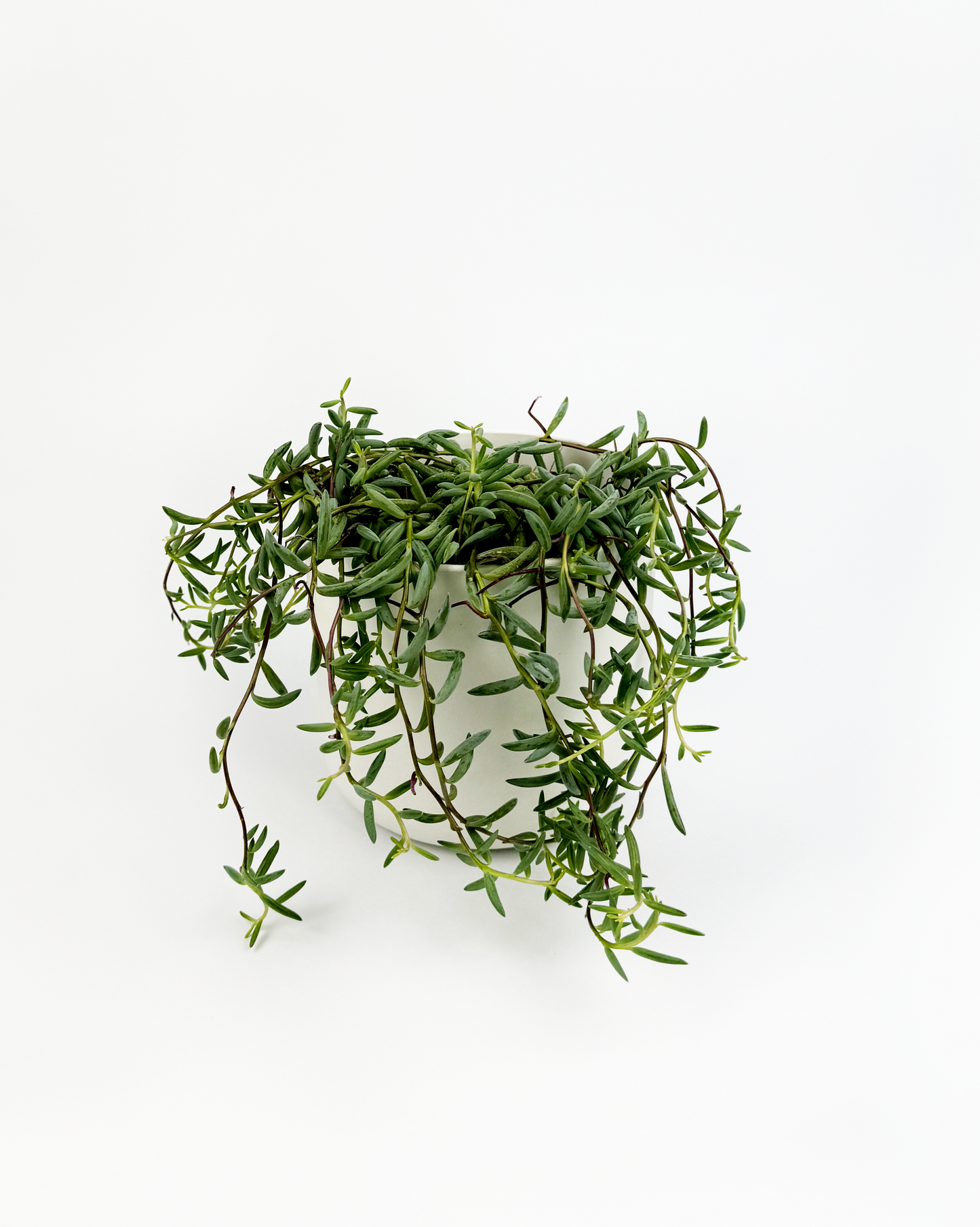 String Of Bananas Indoor Houseplant