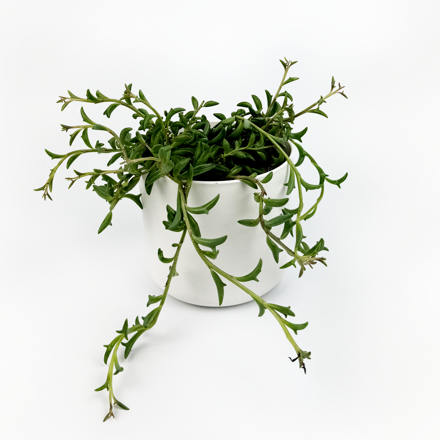 String Of Dolphins Indoor Houseplant