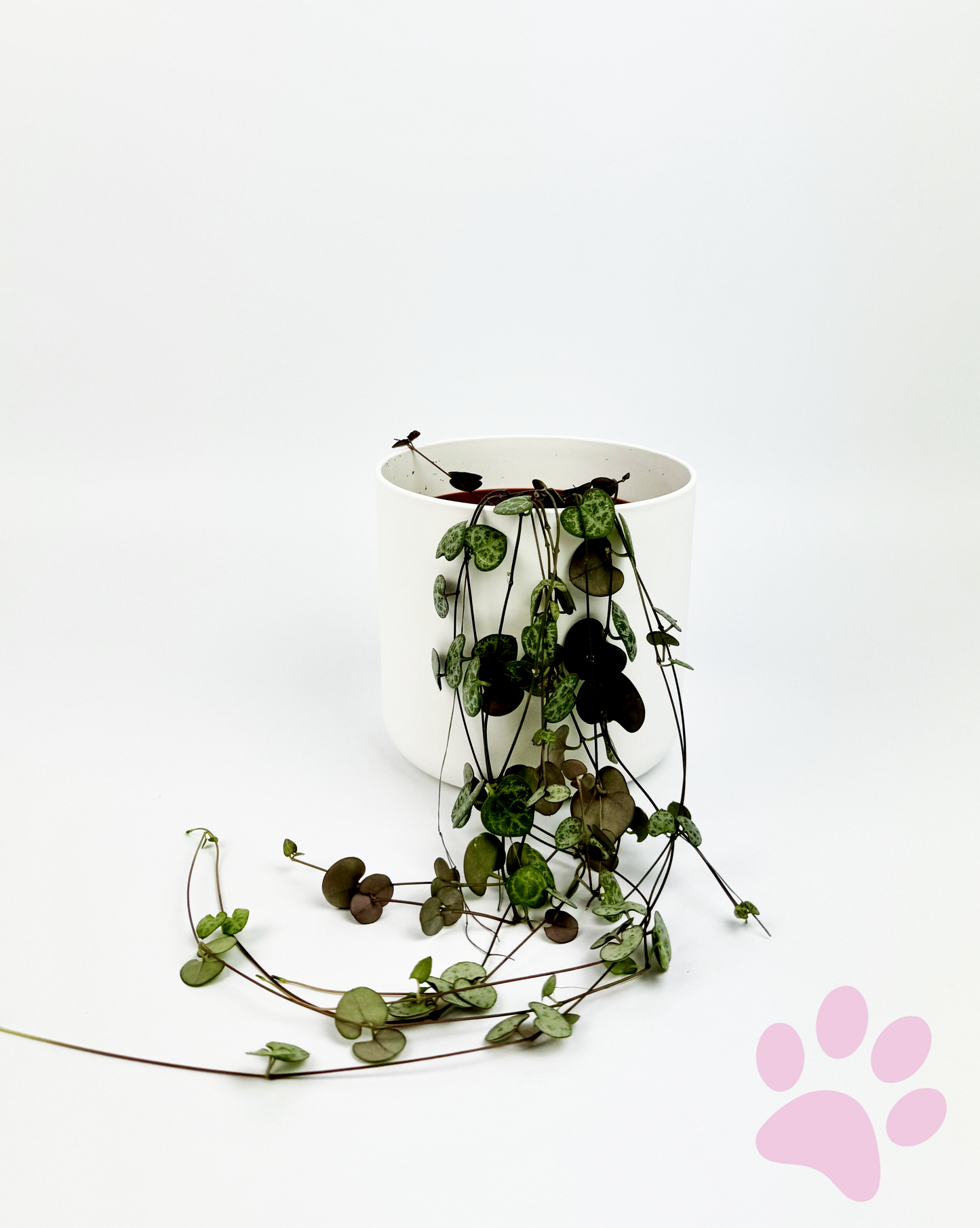 String Of Hearts Indoor Houseplant