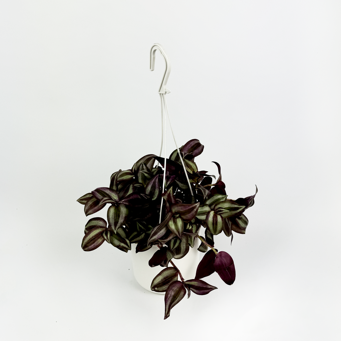 Tradescantia zebrina Indoor Houseplant