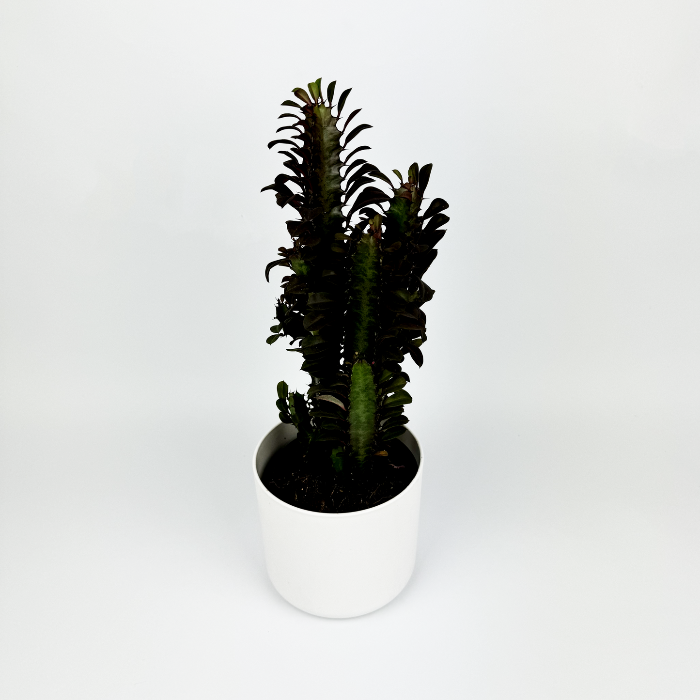 Euphorbia Trigona 12cm Houseplant