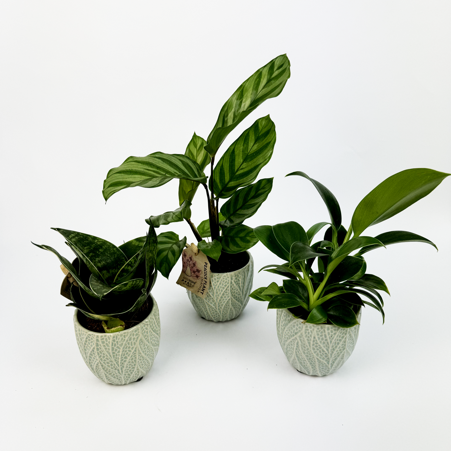 Baby Trio With Green Ceramic Pots Snake, Peacock plant and a Philodendron