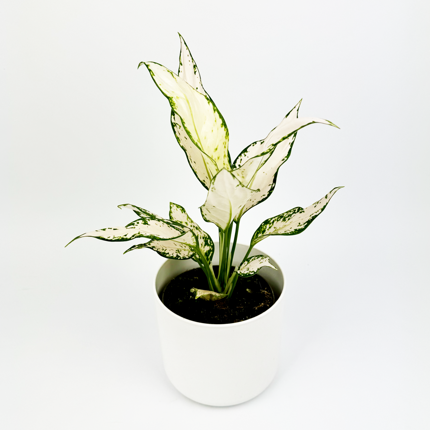 Aglaonema Vanilla Baby 12cm Indoor Houseplant