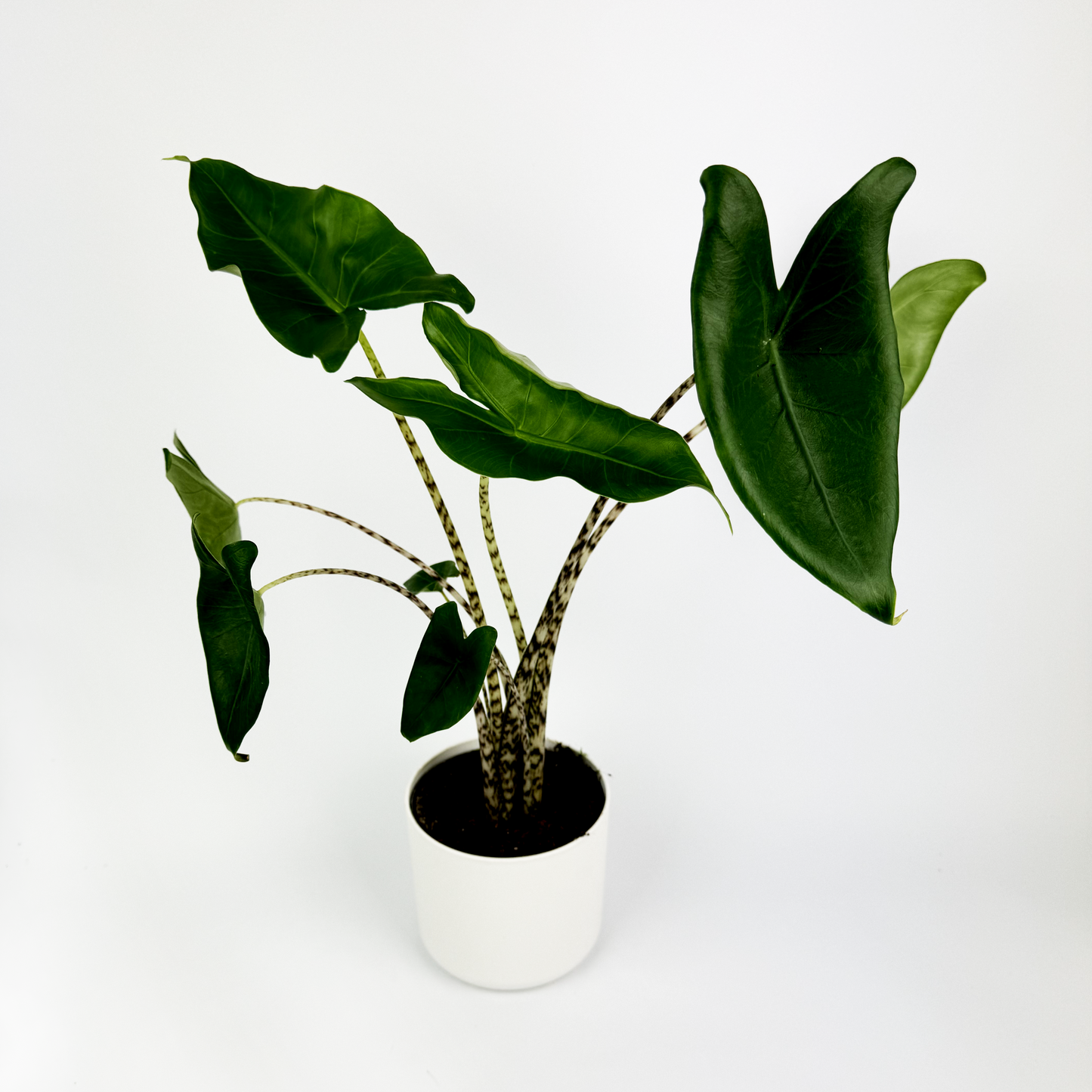 Alocasia Zebrina 14cm Indoor Houseplant