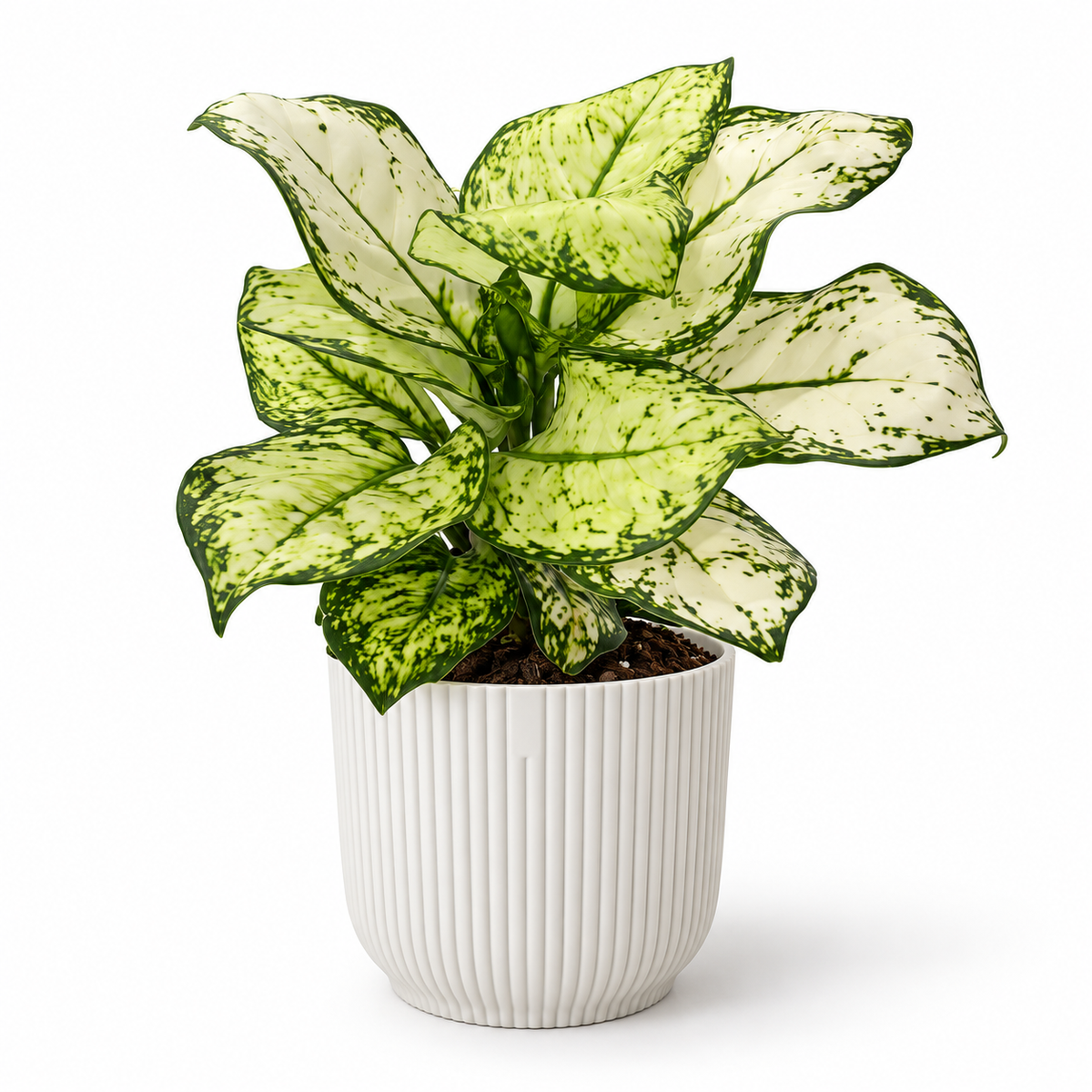 Aglaonema Super White 12cm in a white ribbed decorative pot on a white studio background