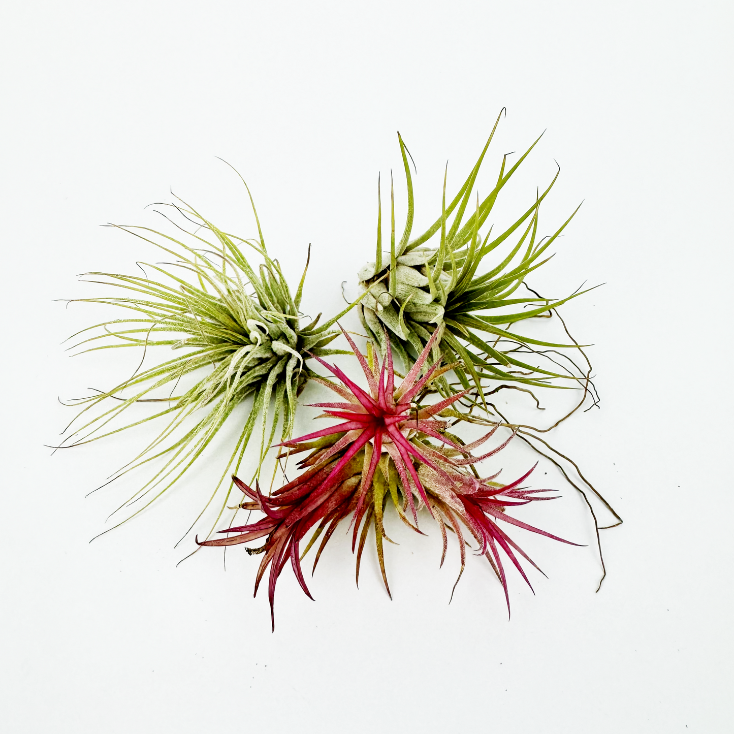Tillandsia Air Plants Set Of 3