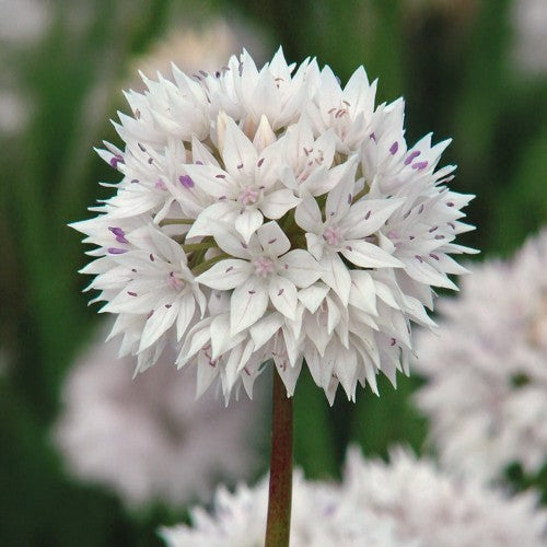 Garden Spring Flowering Bulbs