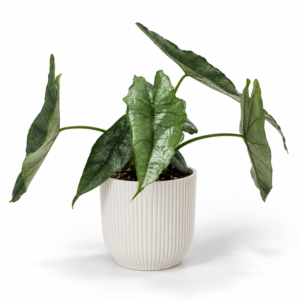 Alocasia Heterophylla 14cm Houseplant