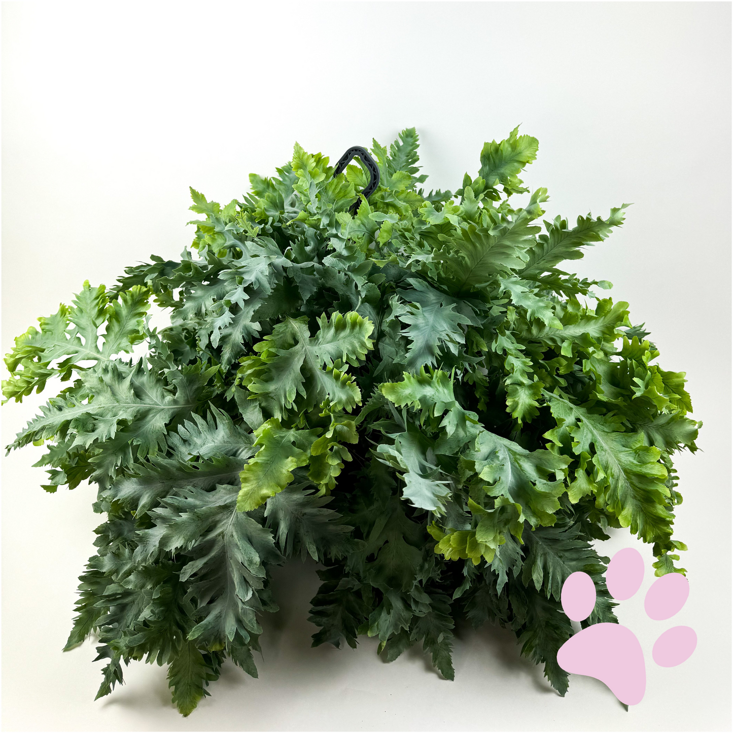 Large Blue Star Fern Hanging Houseplant