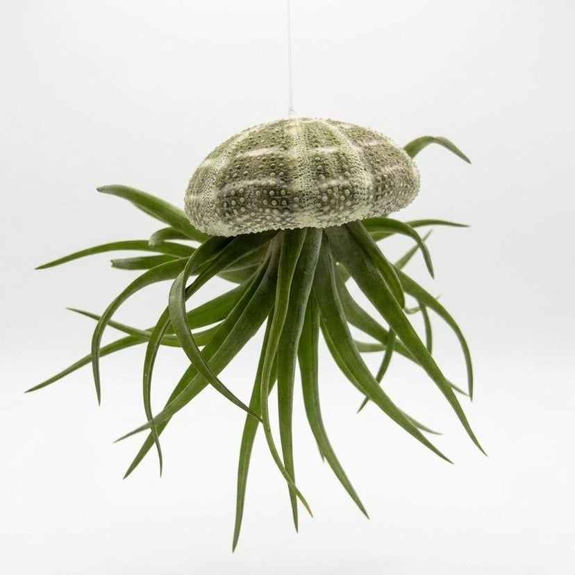 Tillandsia Airplant Shells