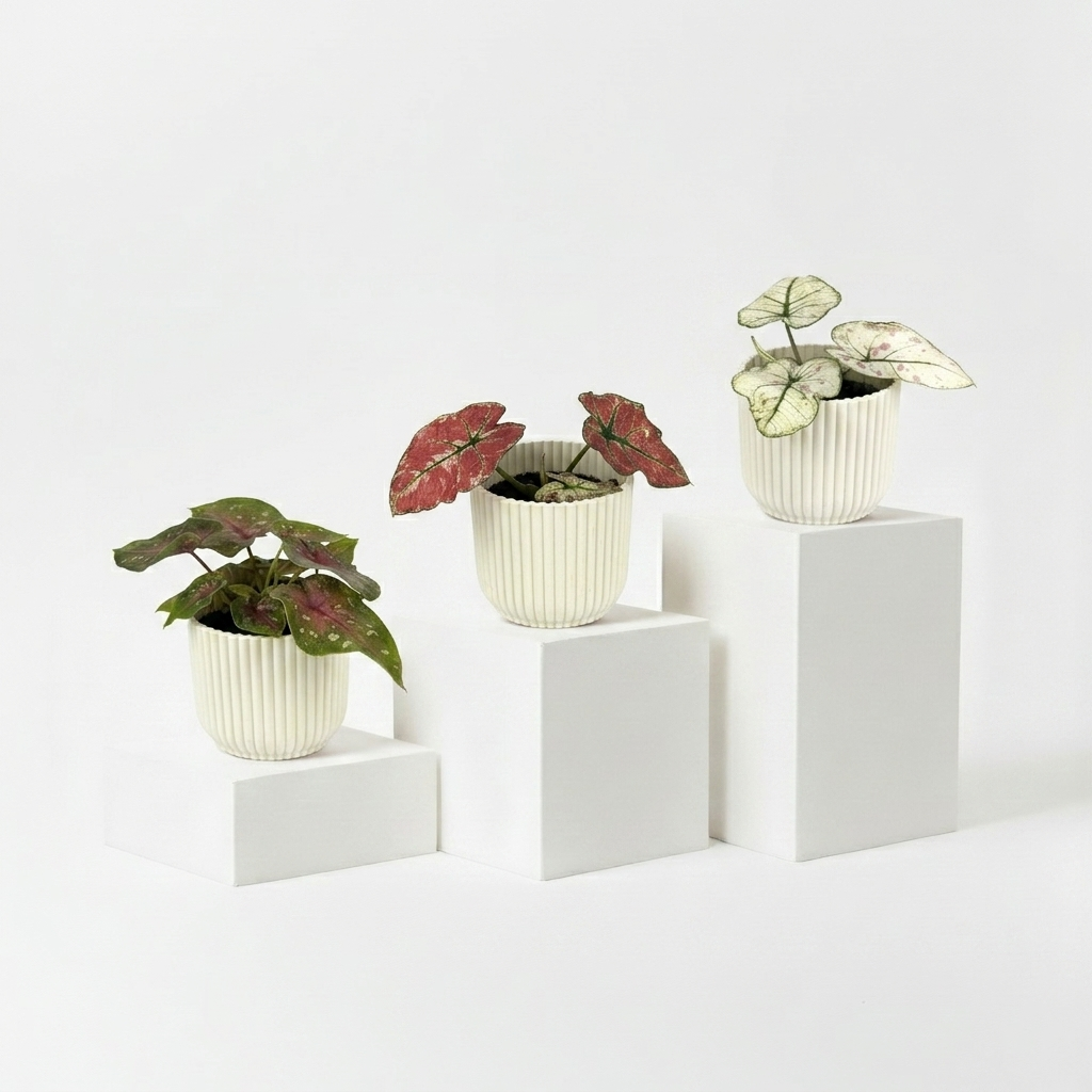 Mini Caladium Bundle