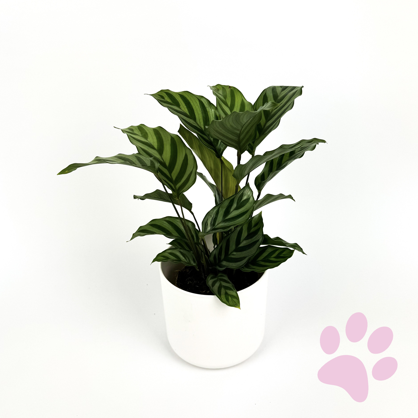 Calathea Freddy Houseplant