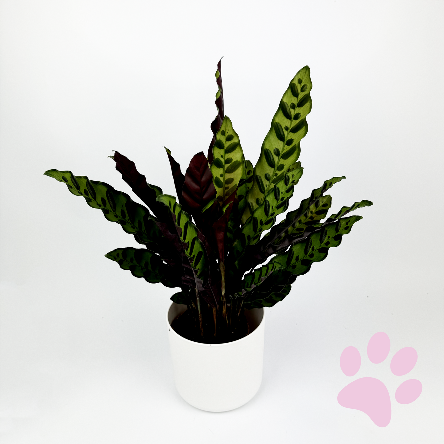 Calathea Lancifolia Indoor Houseplant