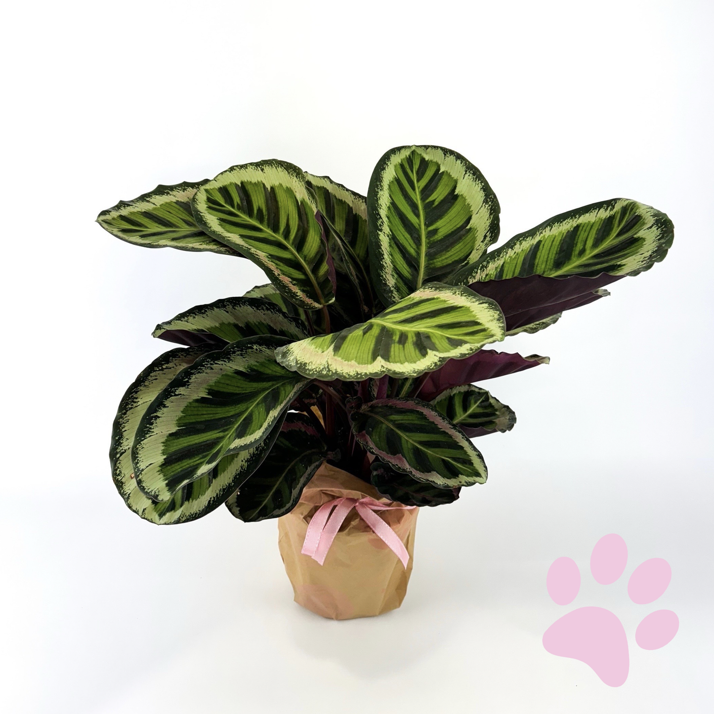 Large Calathea Medallion Houseplant