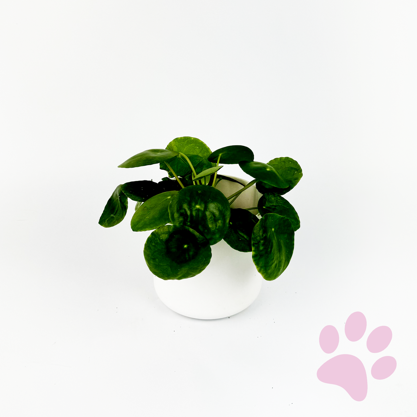 Chinese Money Plant Indoor Houseplant