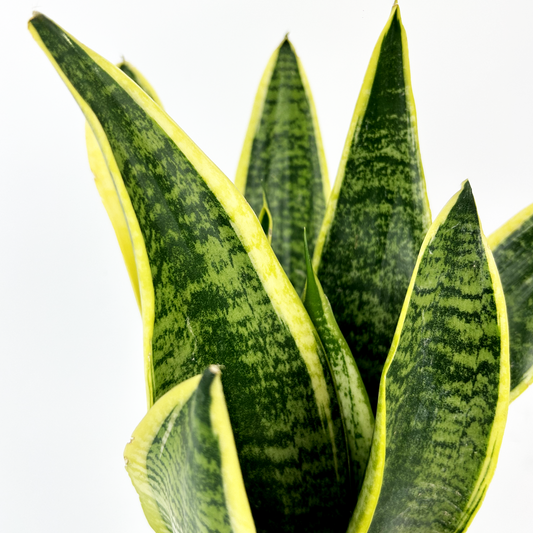 Snake Laurentii Indoor Houseplant