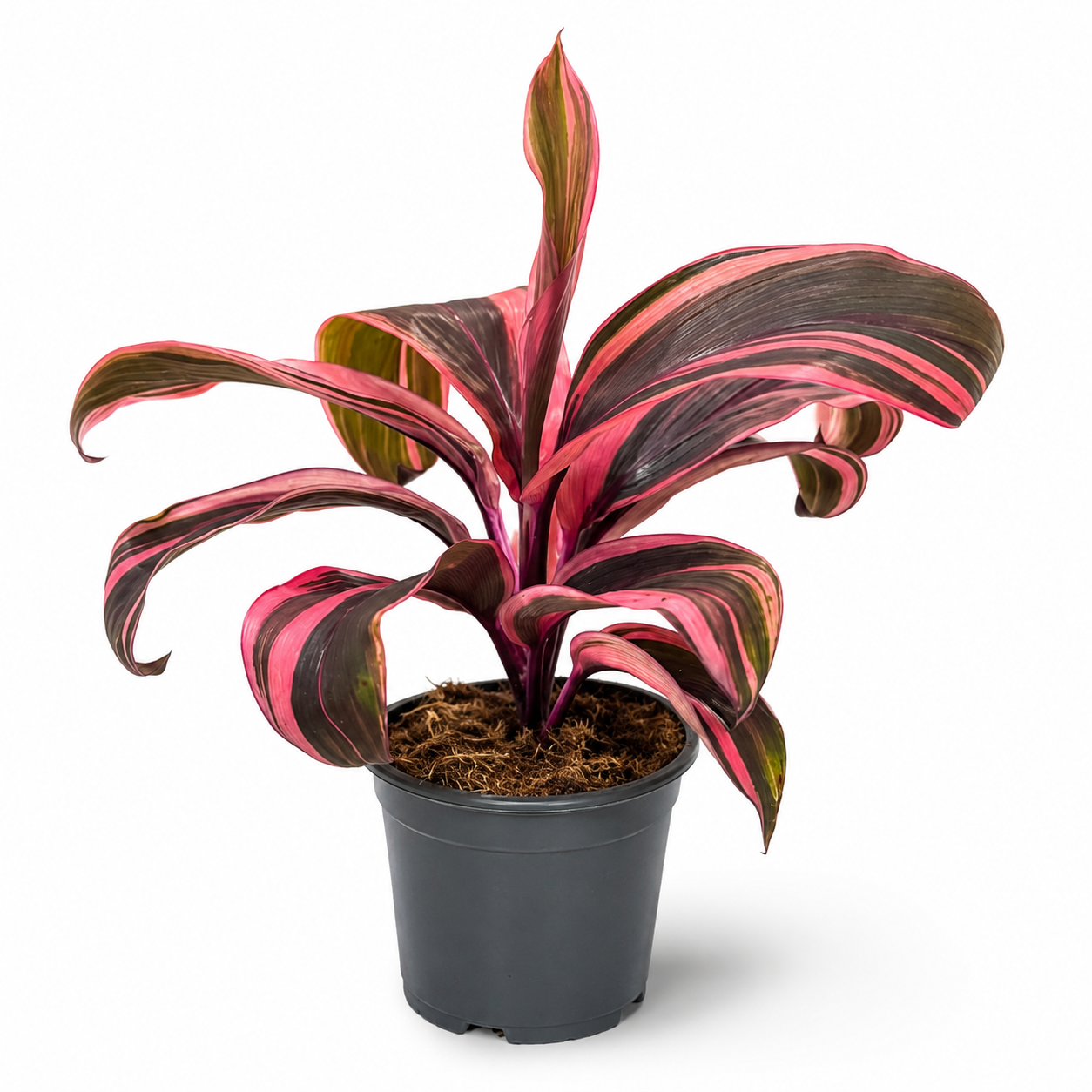 Cordyline Strawberry Queen 12cm Houseplant