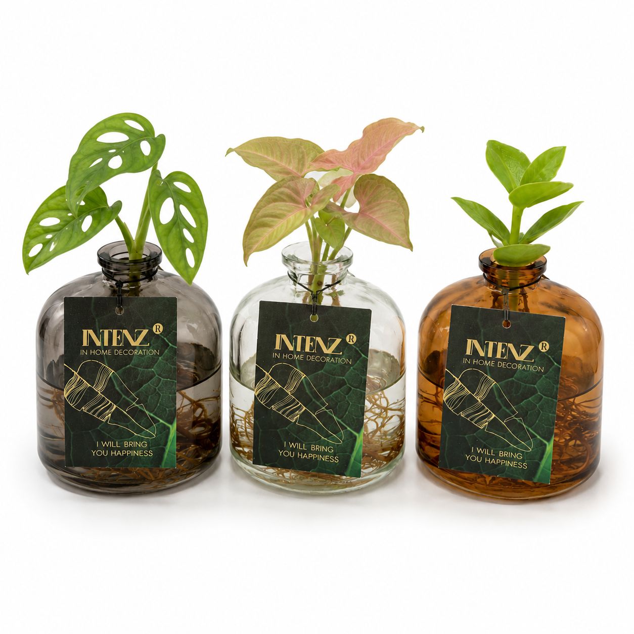 7cm Glass Hydroponic Houseplant