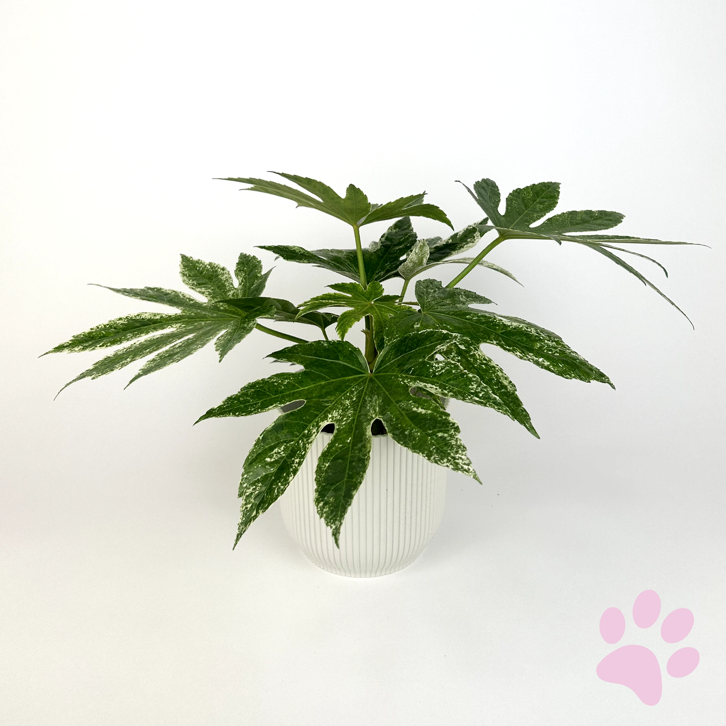 Fatsia Japonica Spiderweb Variegated 12cm Houseplant