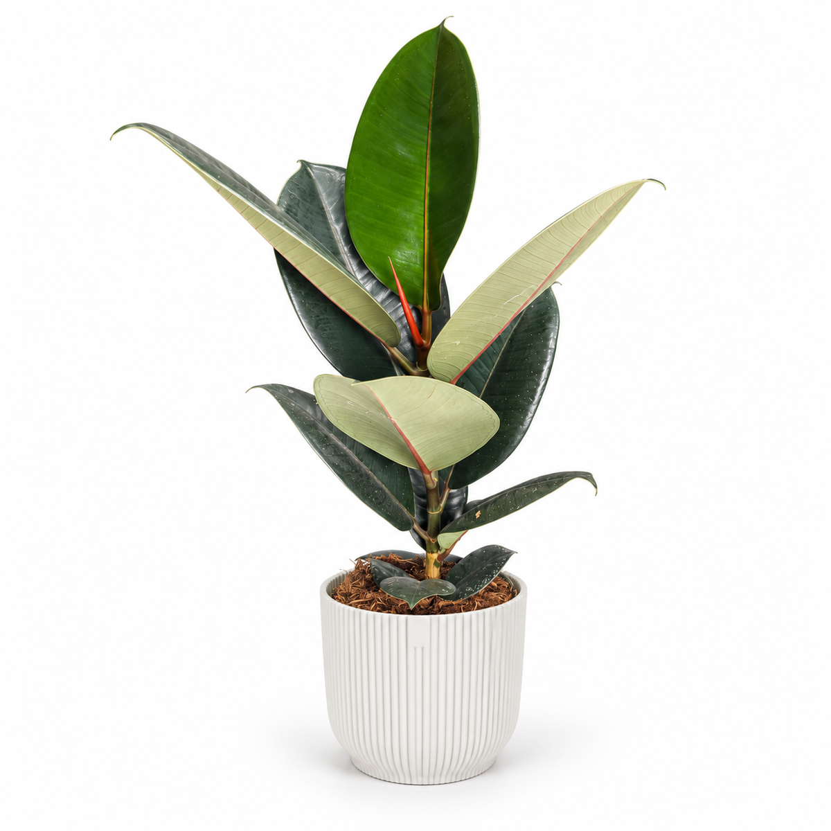 Ficus elastica Abidjan; decorative pot not included