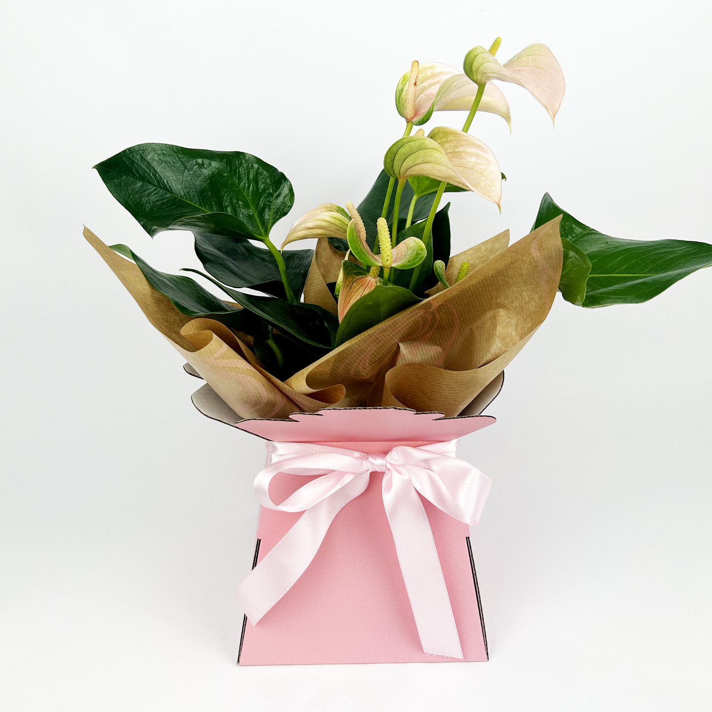 12cm Plant Gift Box