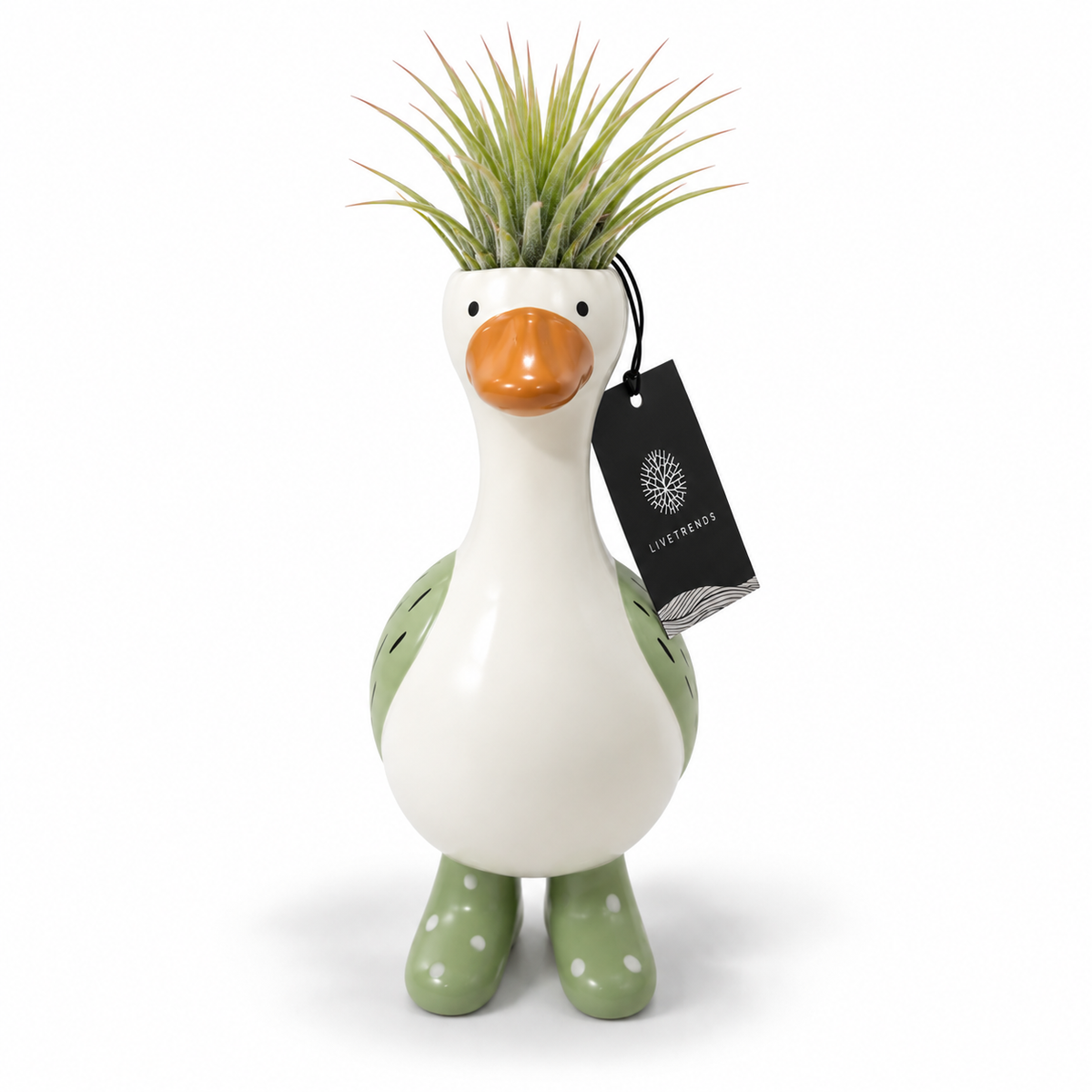 Tillandsia Goose in Boots