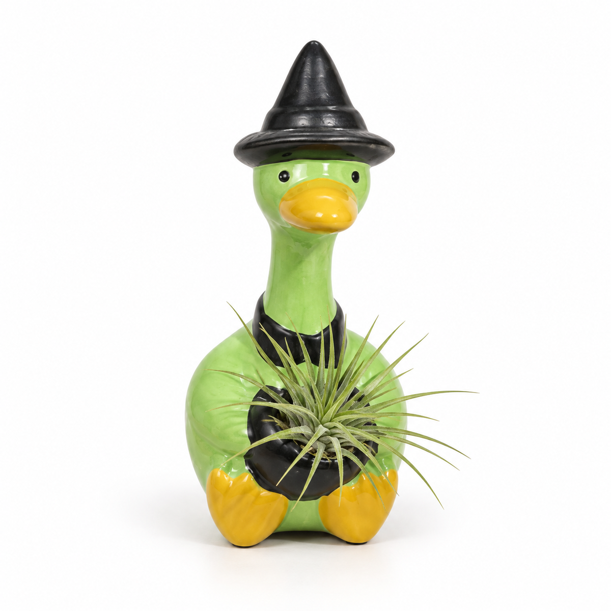 Witch Halloween Goose Tillandsia on a white studio background