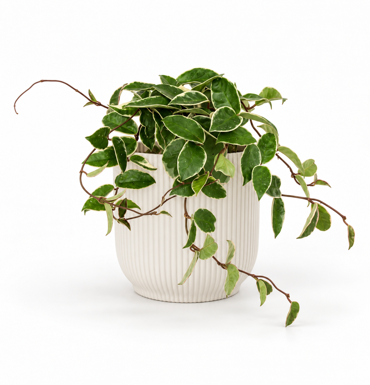 Hoya krimson queen 14cm Houseplant