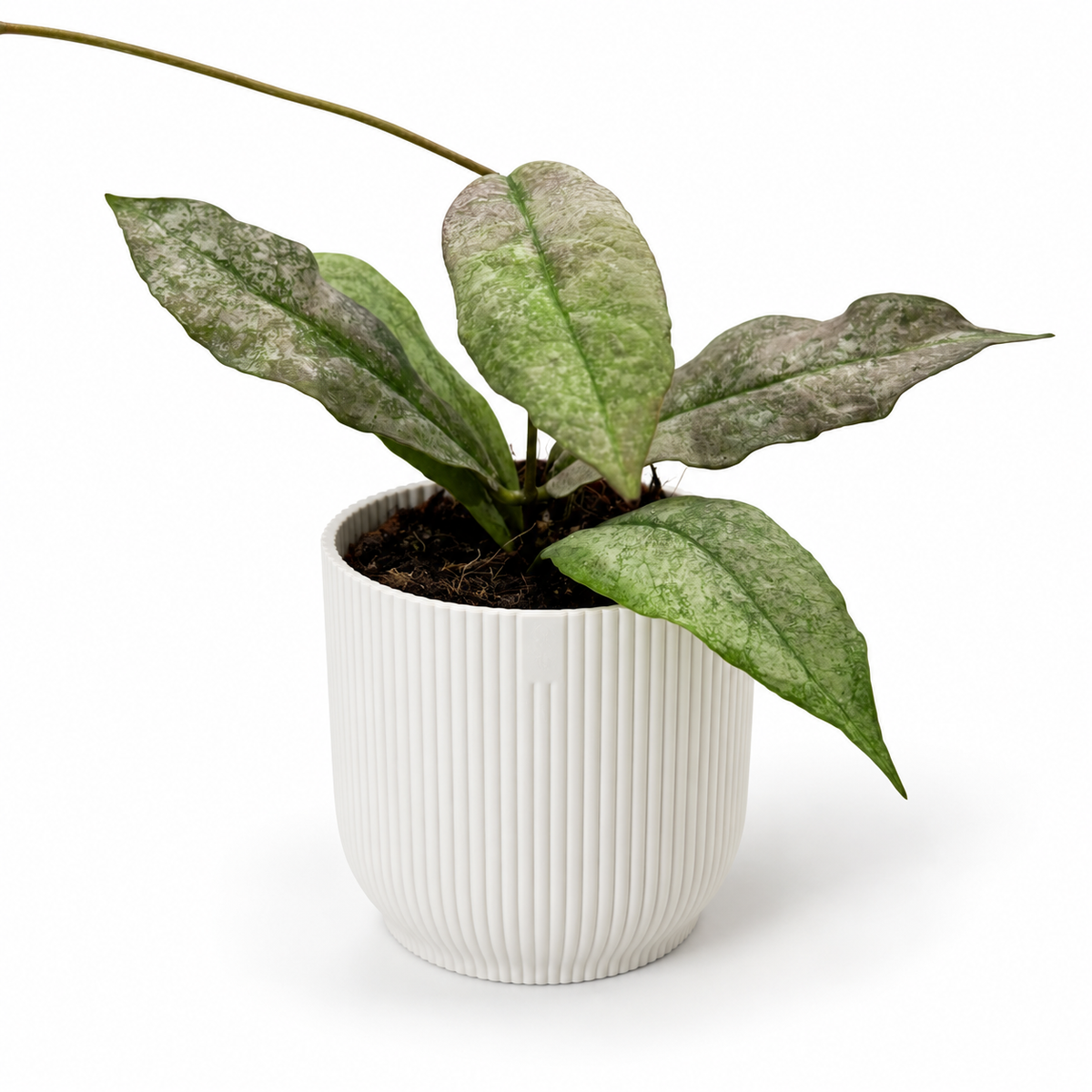Hoya Mitrata Silver 8cm Houseplant