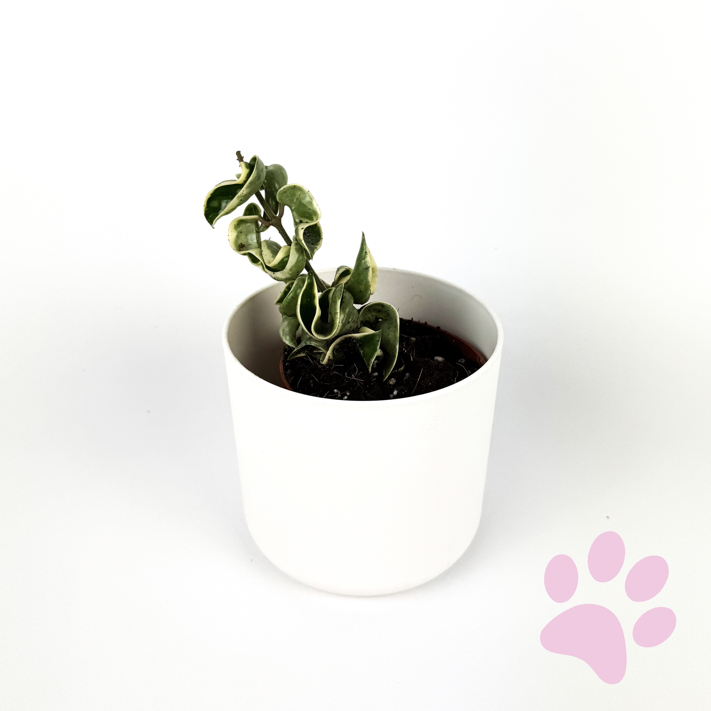 Hoya Compacta Variegated Houseplant