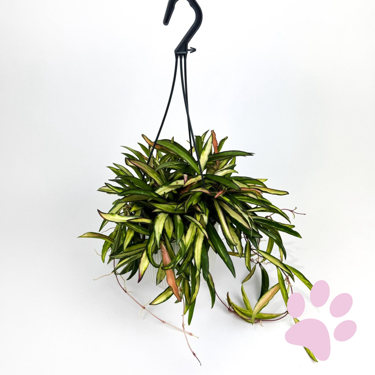 Hoya Wayetti Tricolour Hanging Houseplant