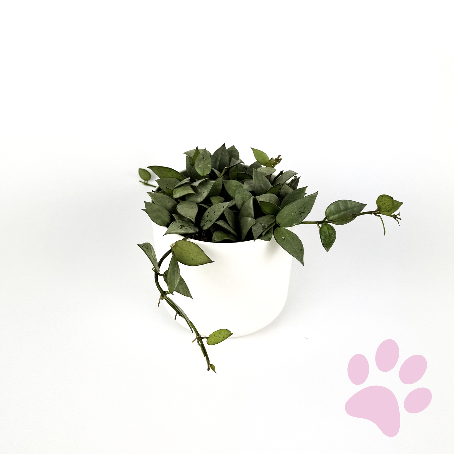 Hoya Kroniana Eskimo Houseplant