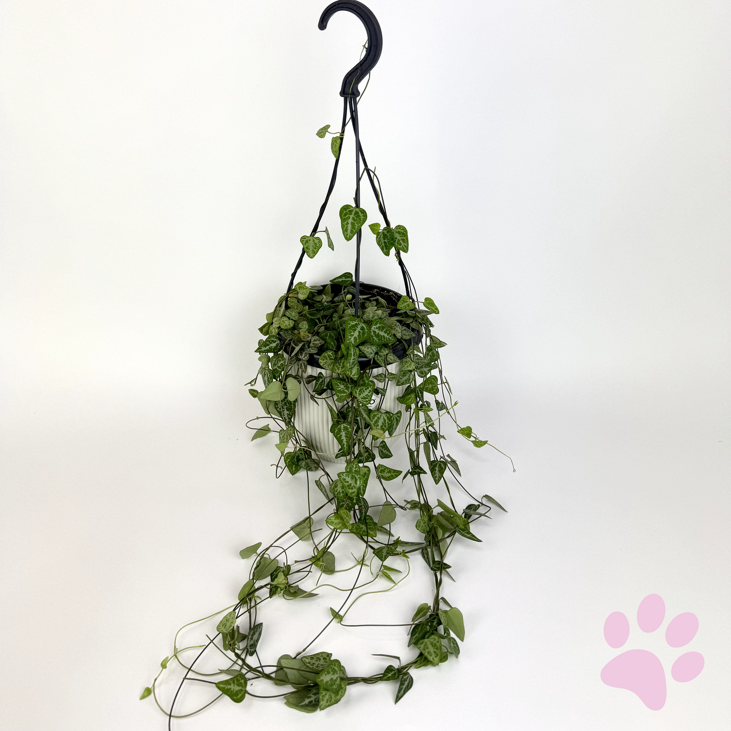 Ceropegia Linearis Iris Houseplant