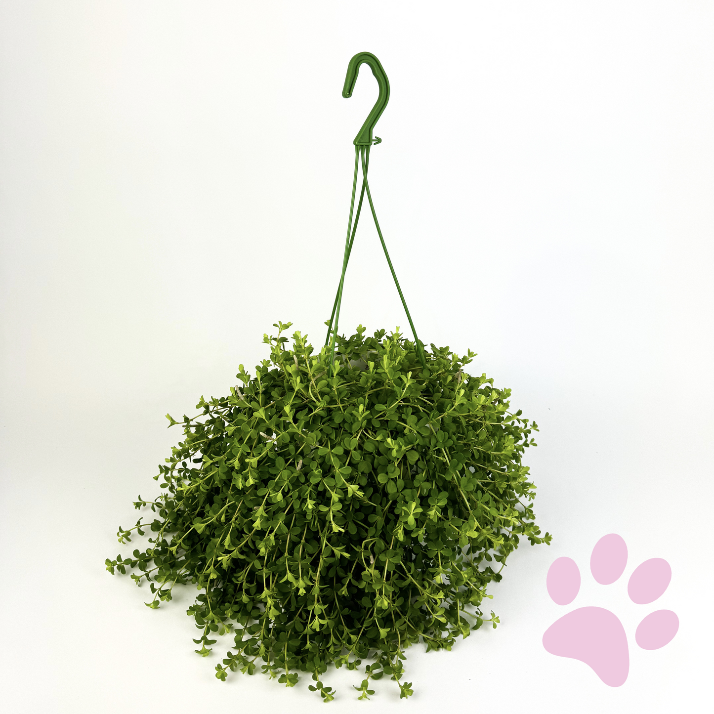 Peperomia Isabella Houseplant