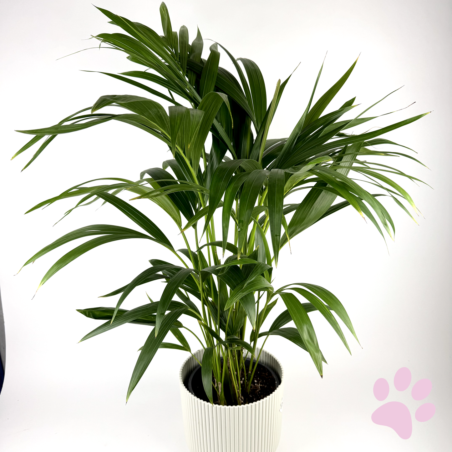 Large Kentia Palm Houseplant