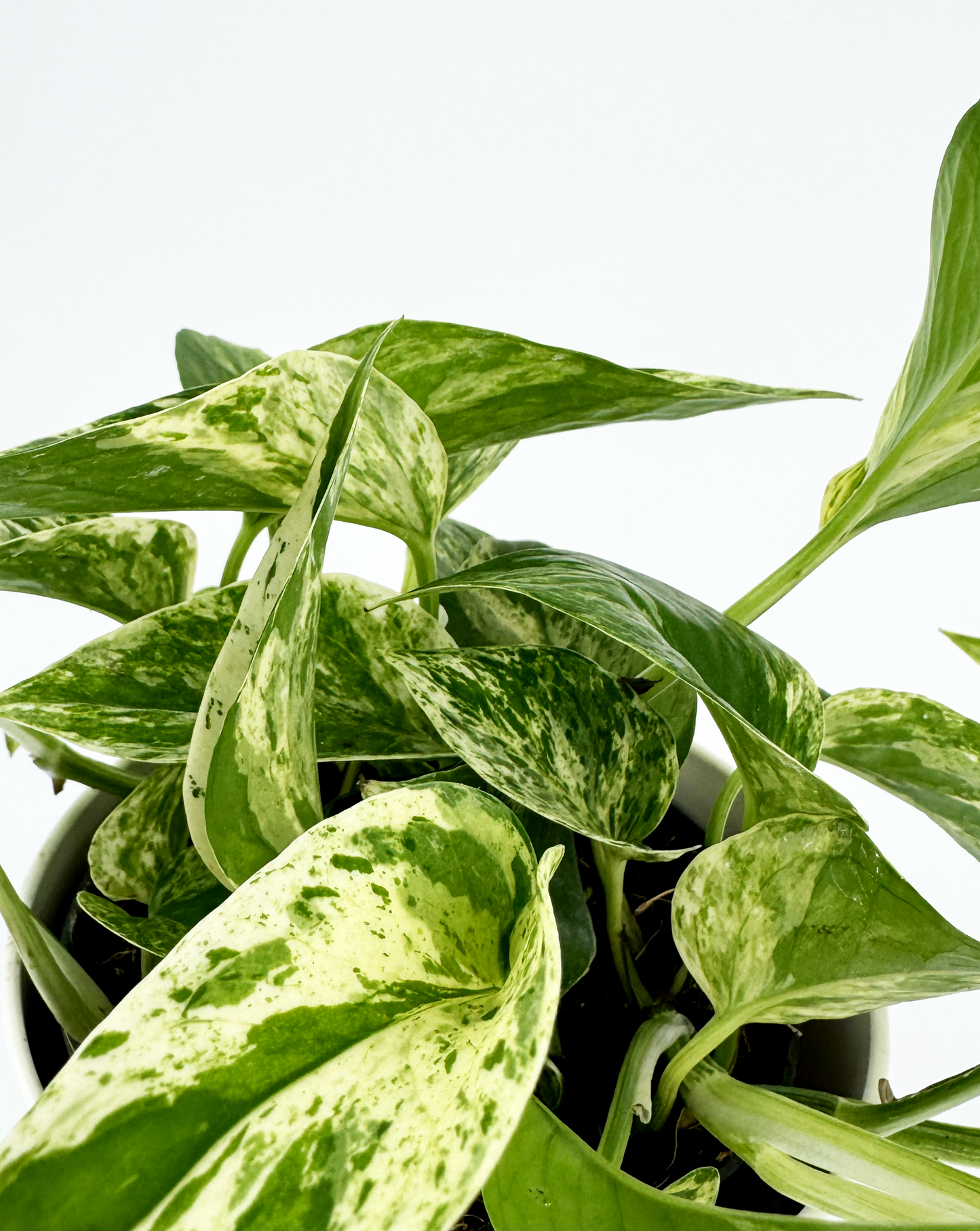 Marble Queen Pothos Indoor Houseplant