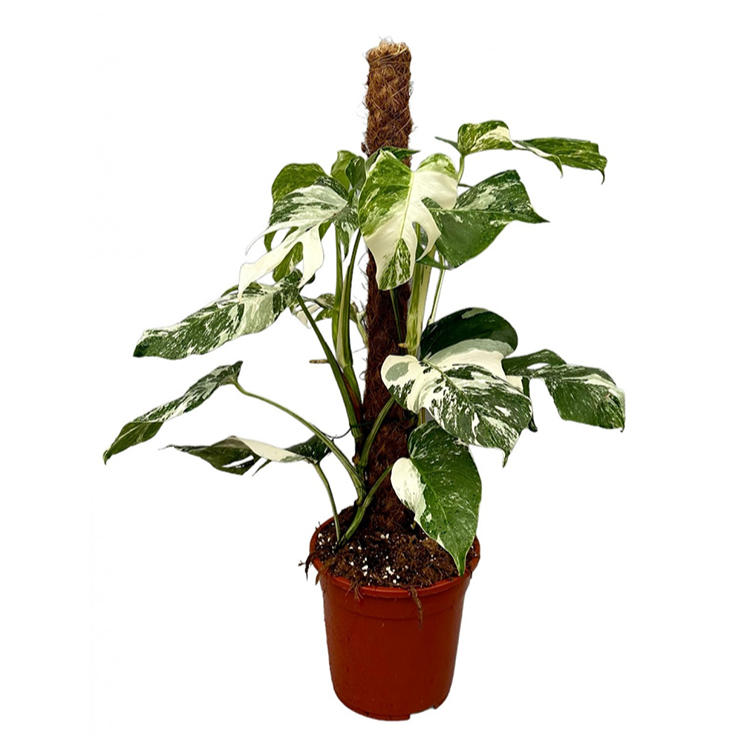 Pre-Order Monstera deliciosa variegata Moss Pole 21cm