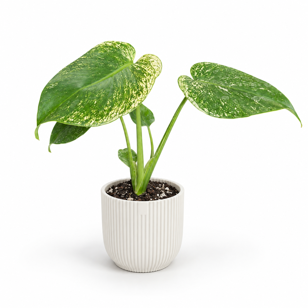 Monstera Devil Monster; decorative pot not included