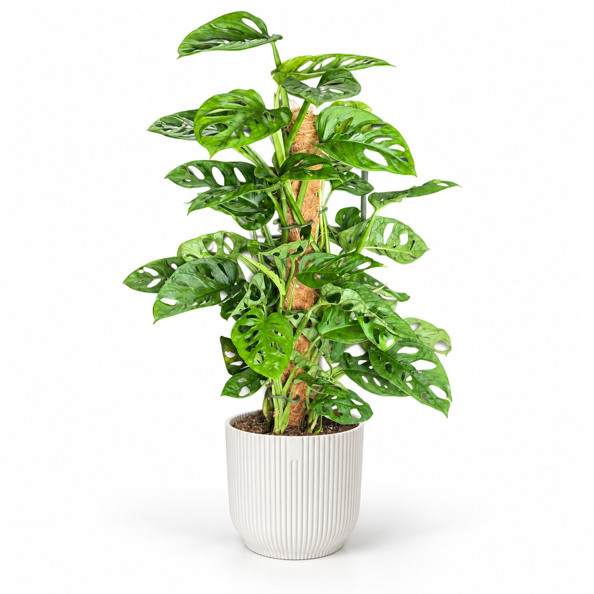 Monstera Monkey Mask Moss Pole; decorative pot not included