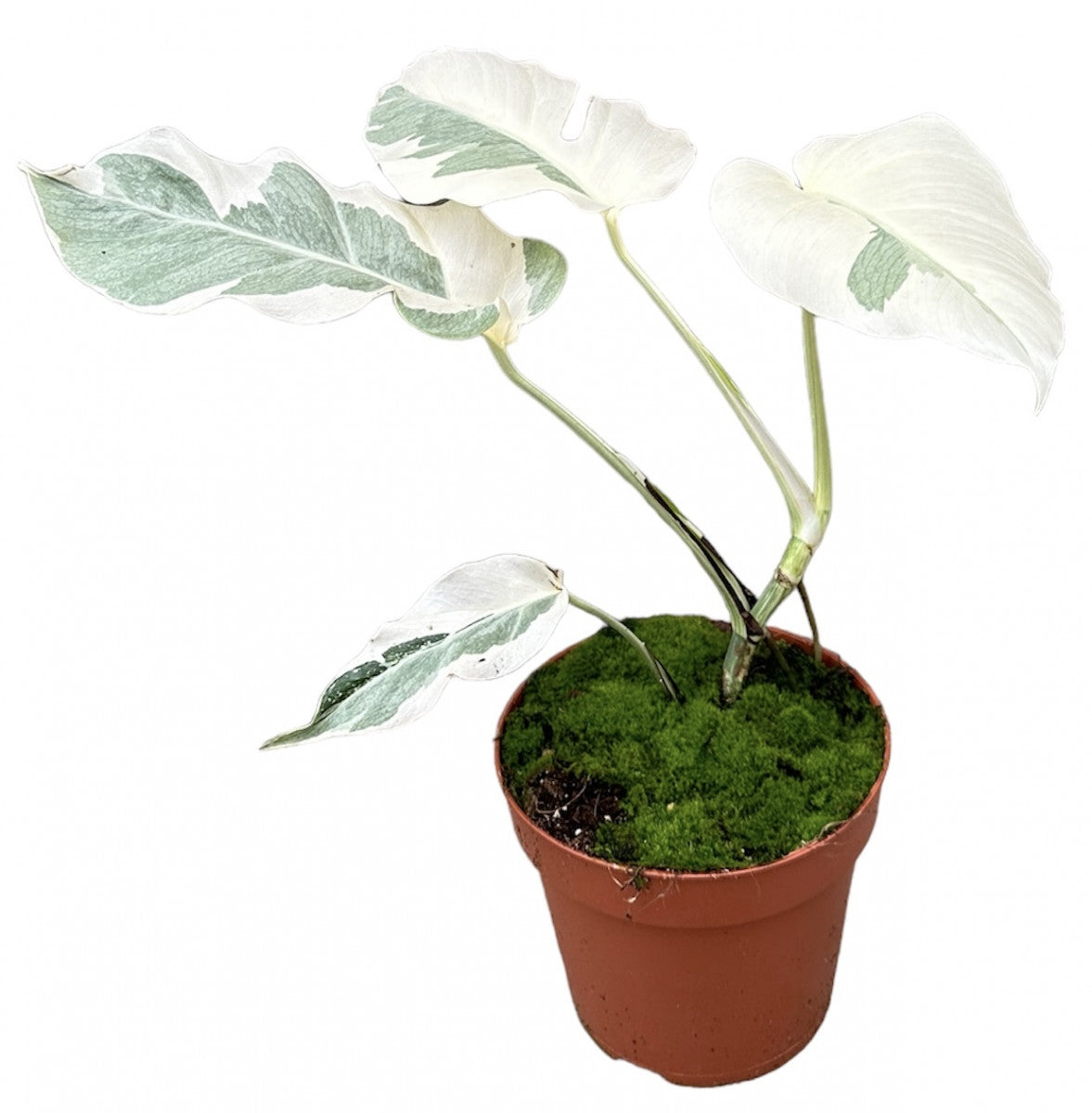 Pre-Order Monstera white ghost 17cm