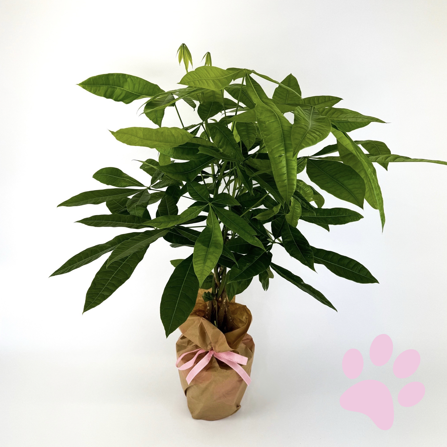 Large 17cm Pachira Aquatica Houseplant