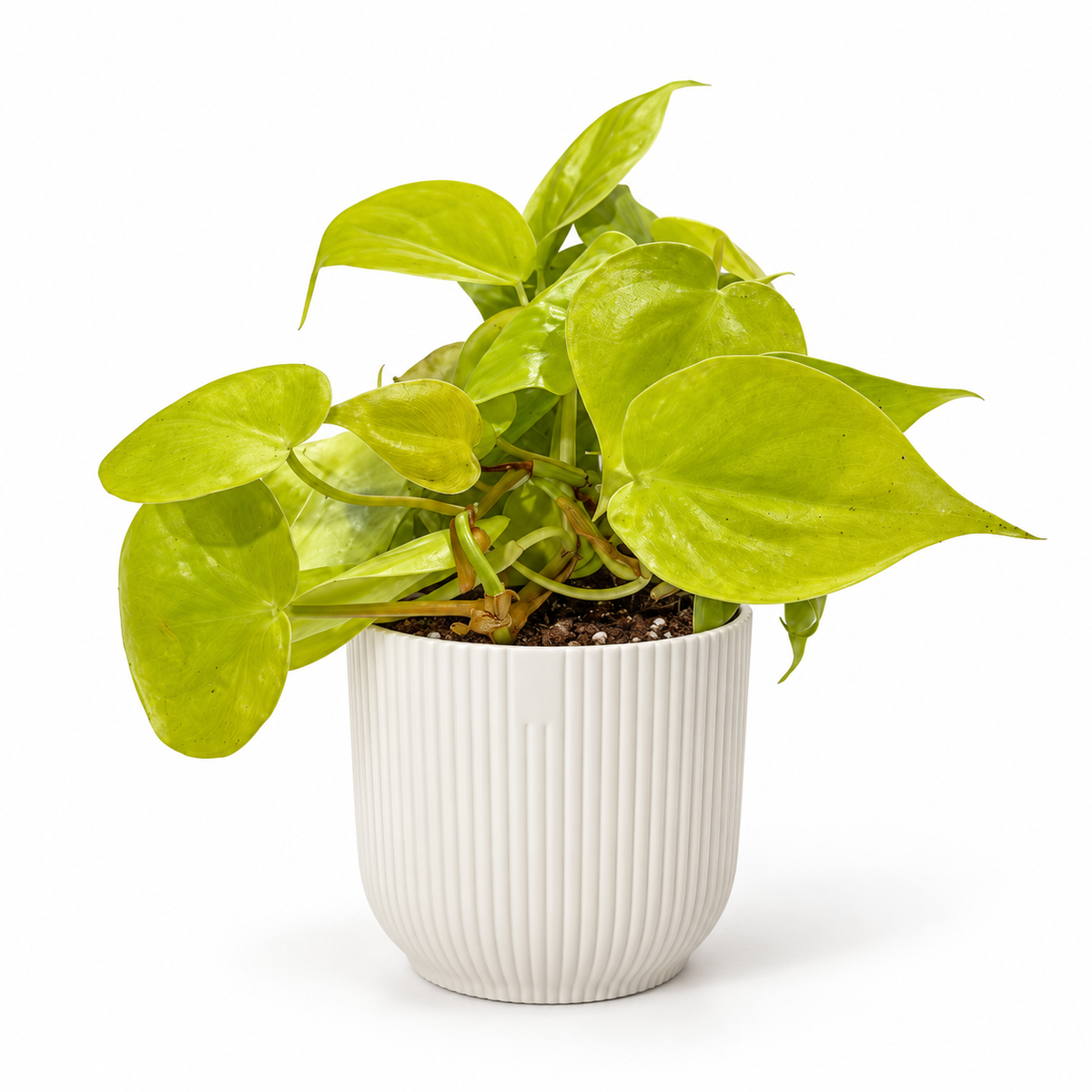 Philodendron Micans Lime 12cm in a white ribbed decorative pot on a white studio background