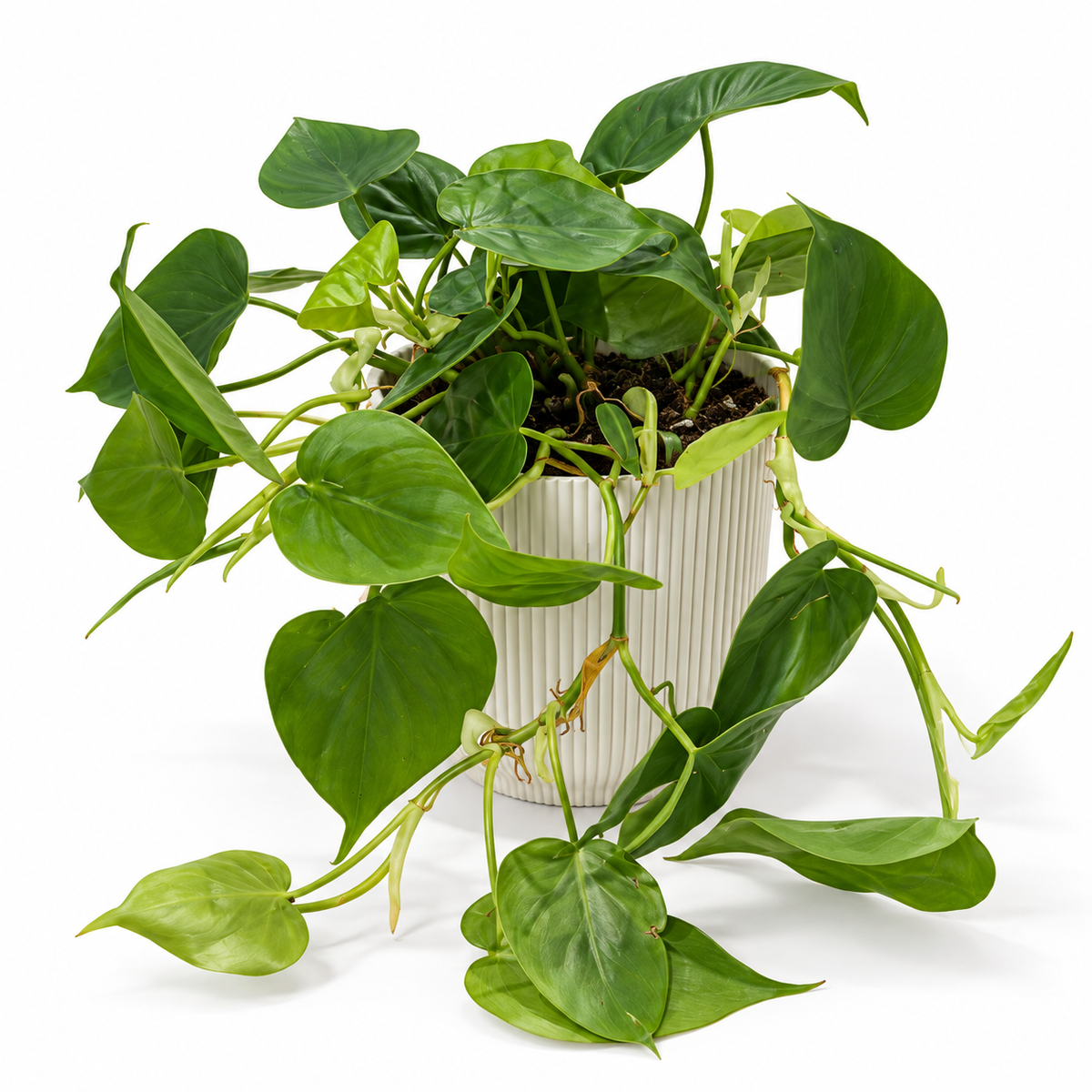 Philodendron Scandens 15cm in a white ribbed decorative pot on a white studio background
