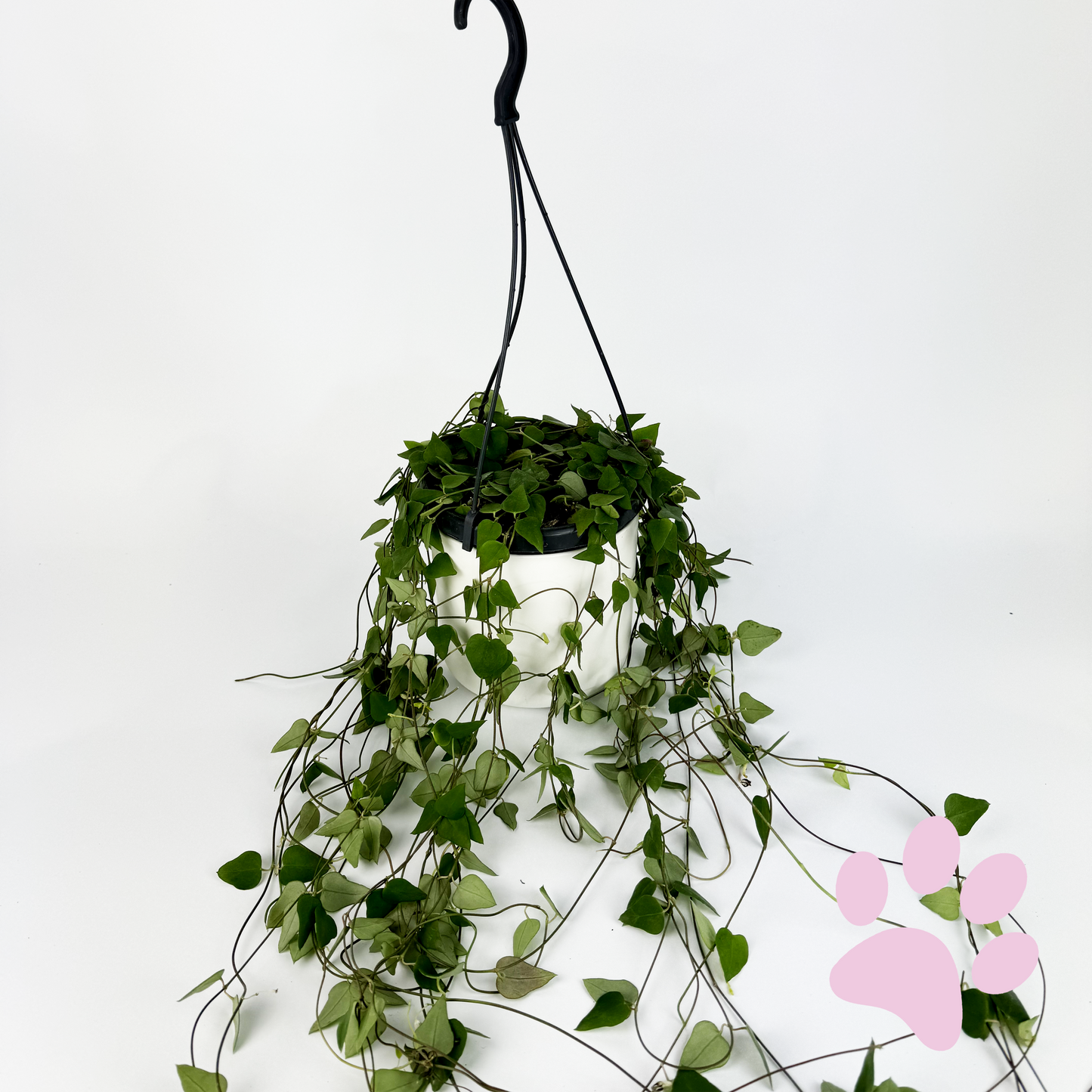 Ceropegia Remy (String of Spades) Houseplant