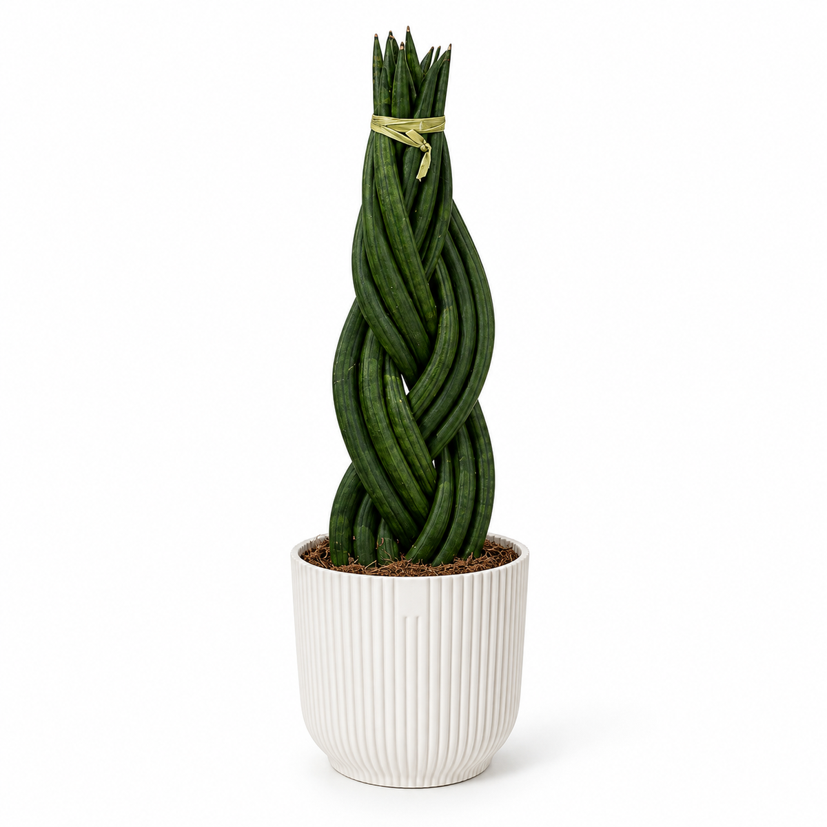 Sanseveiria braided 14cm in a white ribbed decorative pot on a white studio background