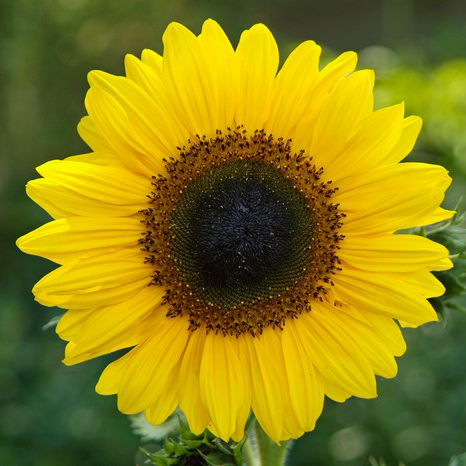 Oh So Floral Sunflower Challenge!!!